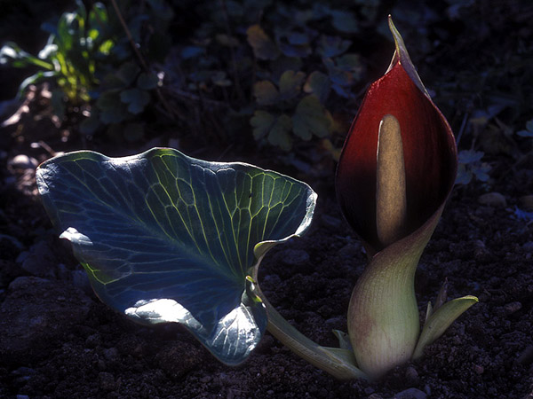 Arum pictum