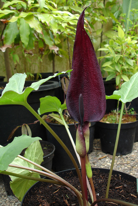Arum purpureospathum