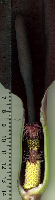 Arum purpureospathum
