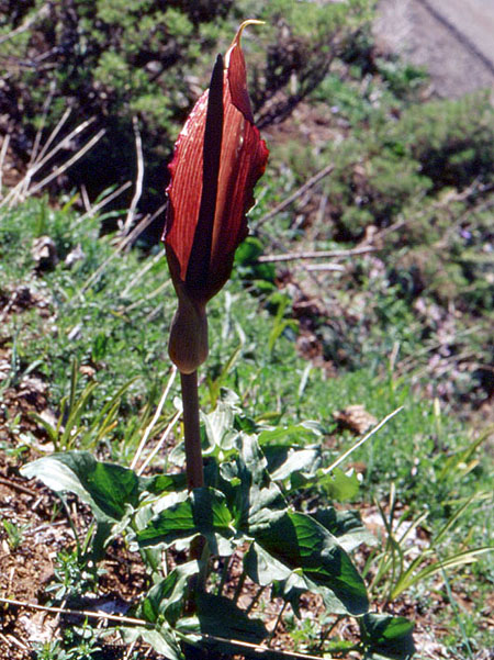 Arum rupicola