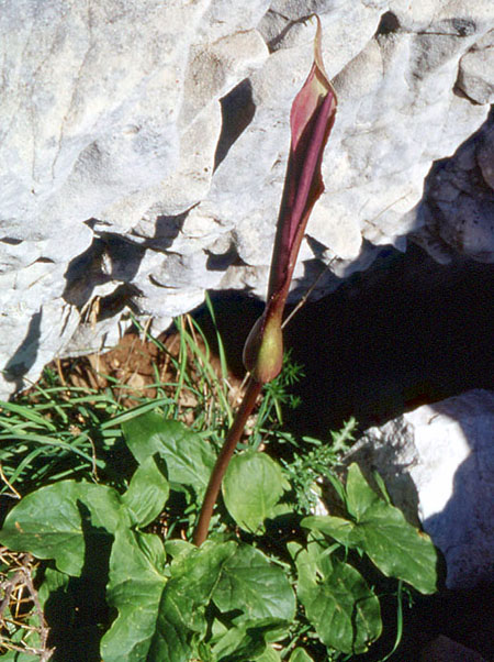 Arum rupicola