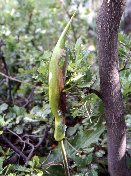 Arum rupicola