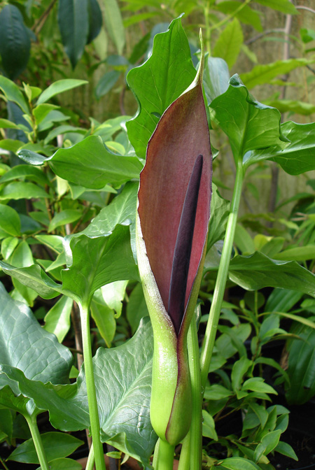 Arum sintenisii