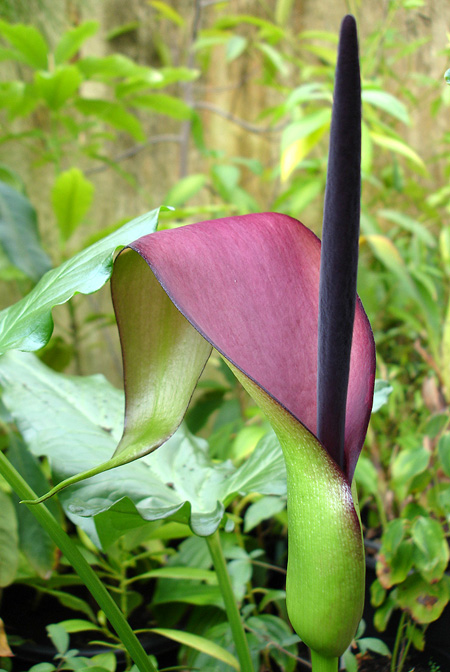 Arum sintenisii