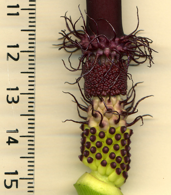 Arum sintenisii
