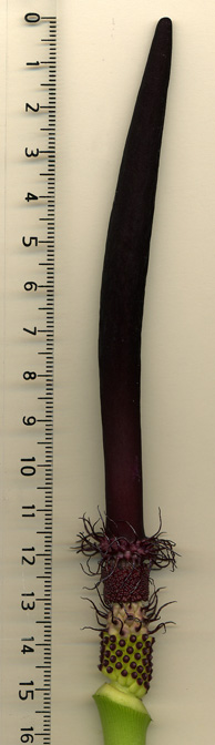 Arum sintenisii