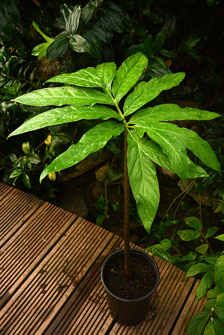 Asterostigma lividum