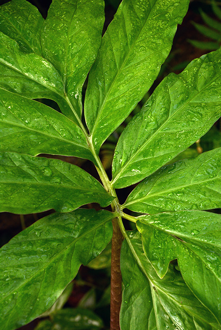Asterostigma lividum