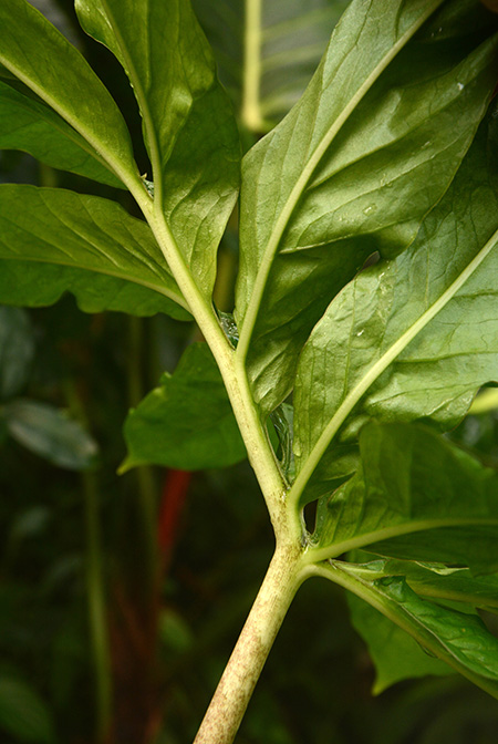 Asterostigma lividum