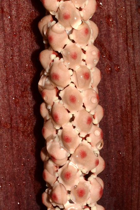 Asterostigma lividum
