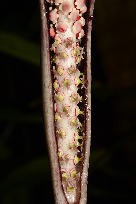 Asterostigma lividum