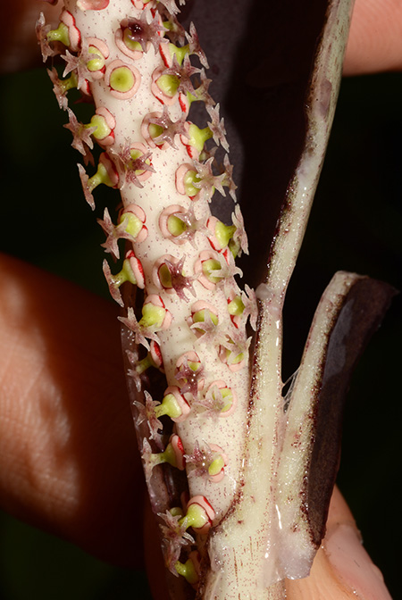 Asterostigma lividum