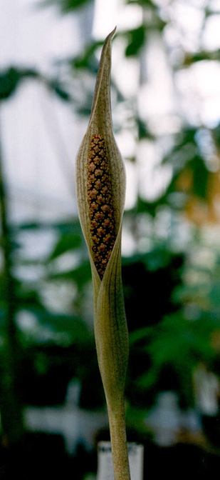 Asterostigma tweedieanum