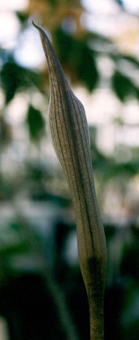Asterostigma tweedieanum