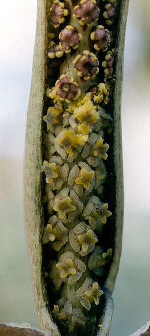 Asterostigma tweedieanum