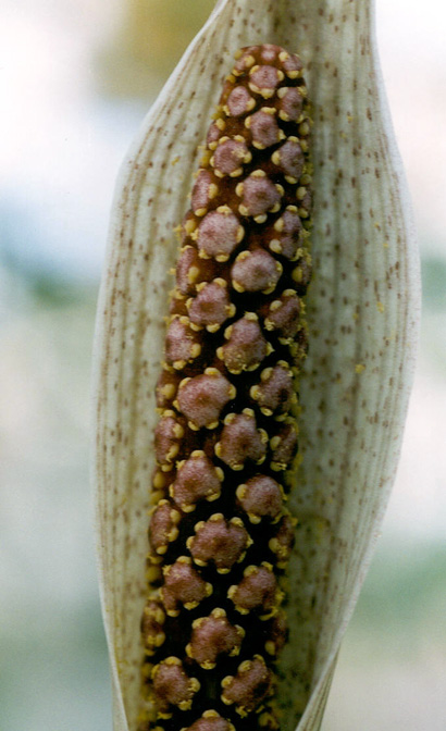 Asterostigma tweedieanum