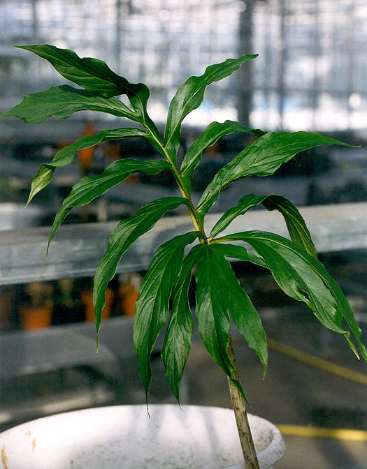 Asterostigma tweedieanum