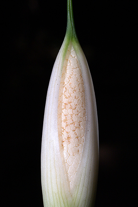 Bakoa lucens