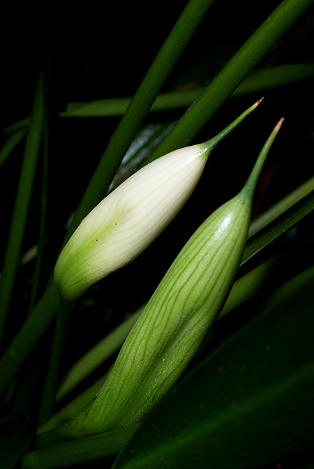 Bakoa lucens