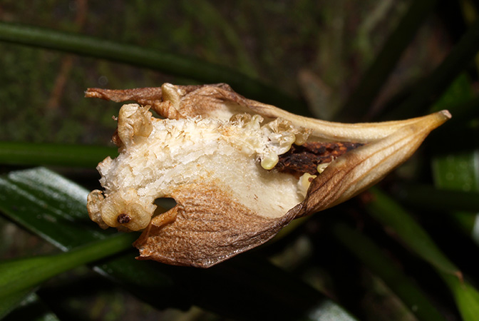 Bakoa lucens