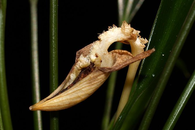 Bakoa lucens