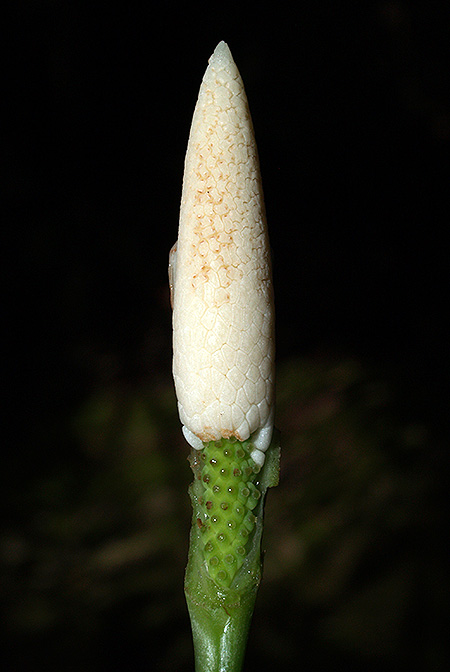 Bakoa lucens