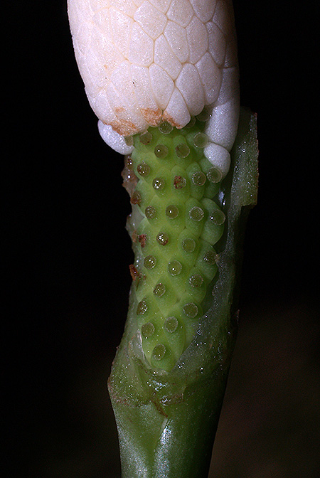 Bakoa lucens