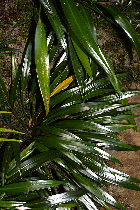 Bakoa lucens
