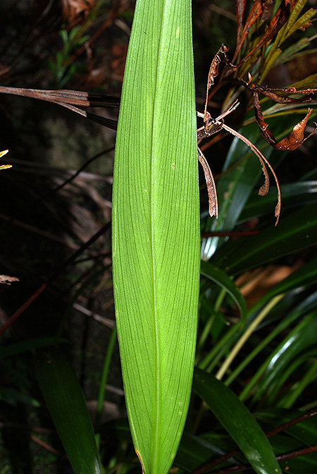 Bakoa lucens