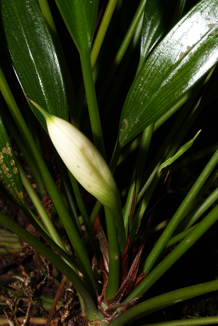 Bakoa lucens