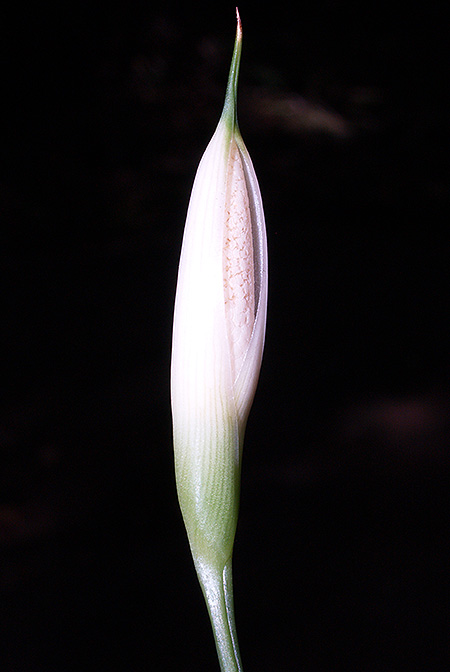 Bakoa lucens
