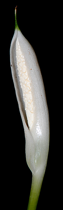 Bakoaella nakamotoi