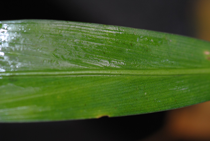 Bakoaella sicula