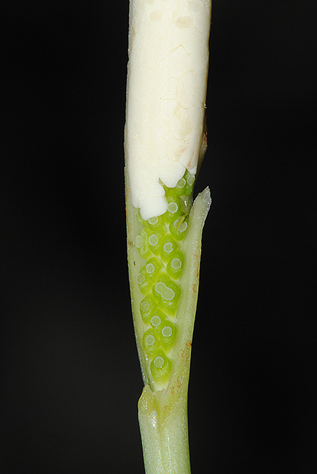 Bakoaella sicula