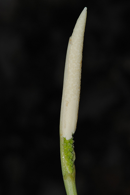 Bakoaella sicula