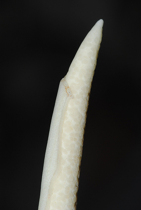 Bakoaella sicula