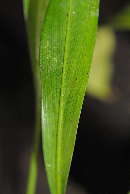 Bakoaella sicula