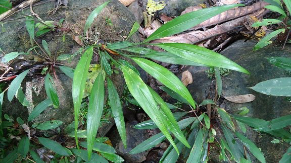 Bakoaella sicula
