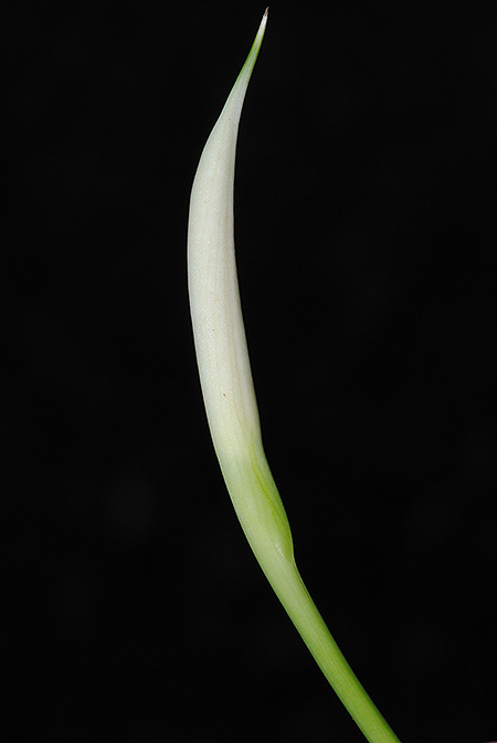 Bakoaella sicula
