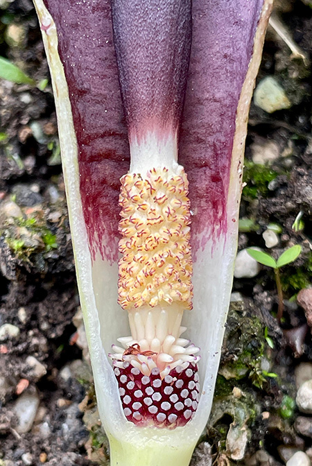 Biarum carduchorum