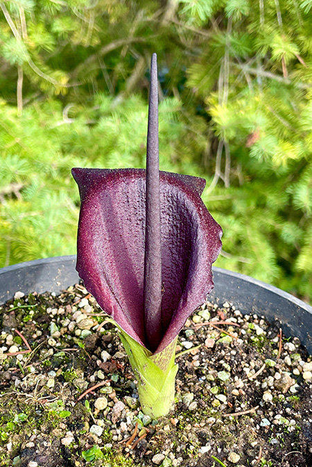 Biarum carduchorum