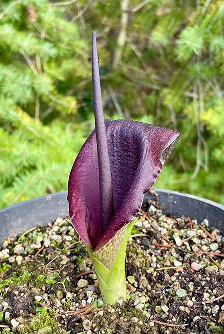 Biarum carduchorum
