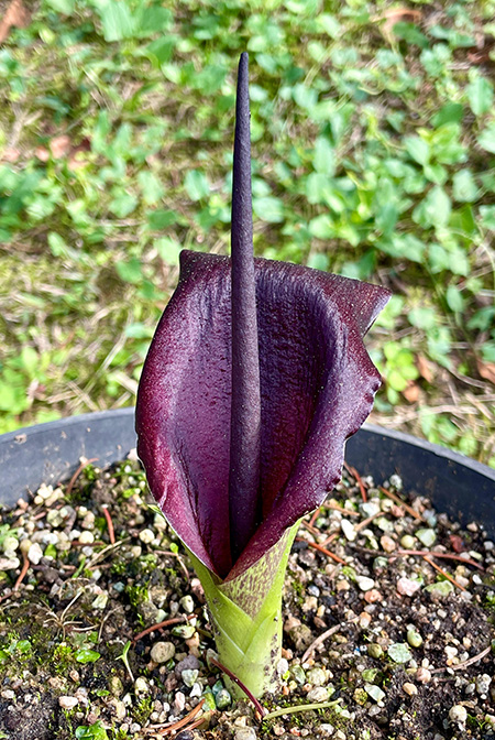 Biarum carduchorum