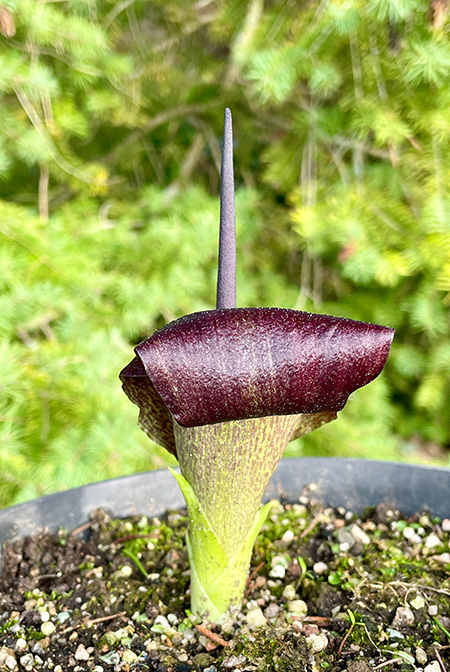 Biarum carduchorum