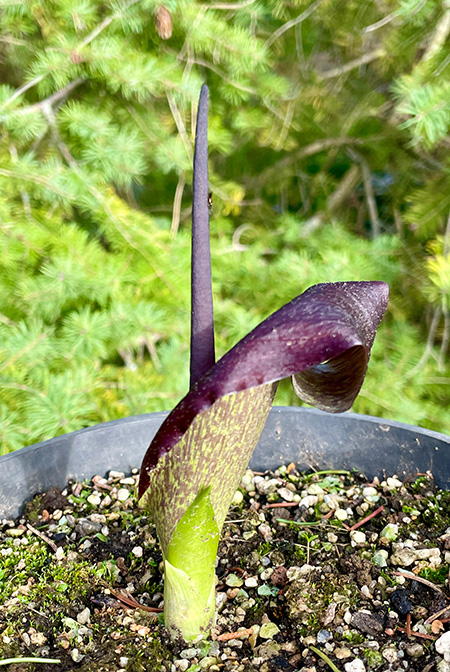 Biarum carduchorum