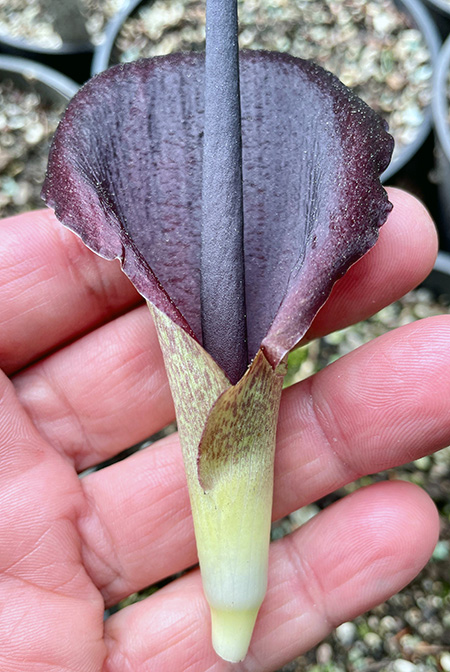 Biarum carduchorum
