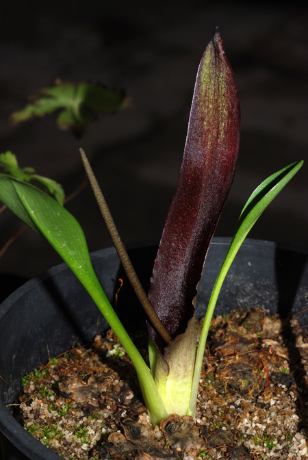 Biarum carratracense