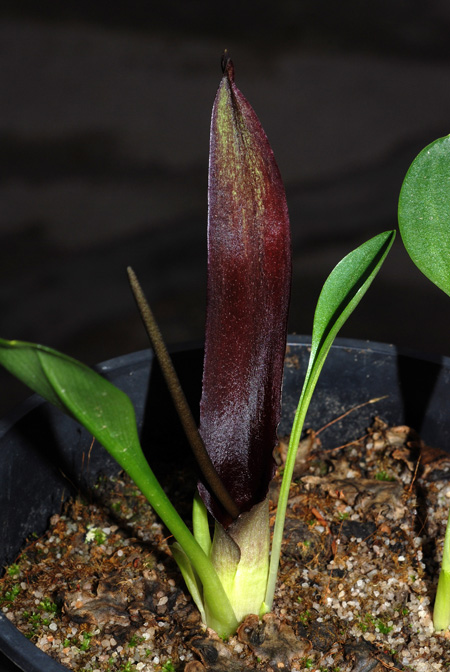 Biarum carratracense