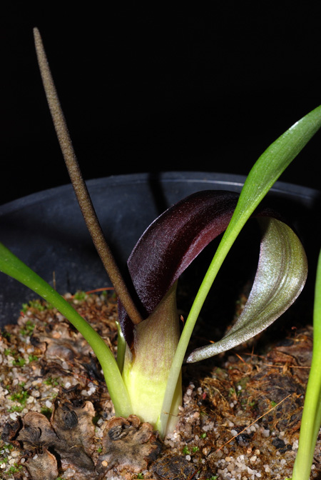 Biarum carratracense