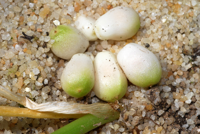 Biarum carratracense